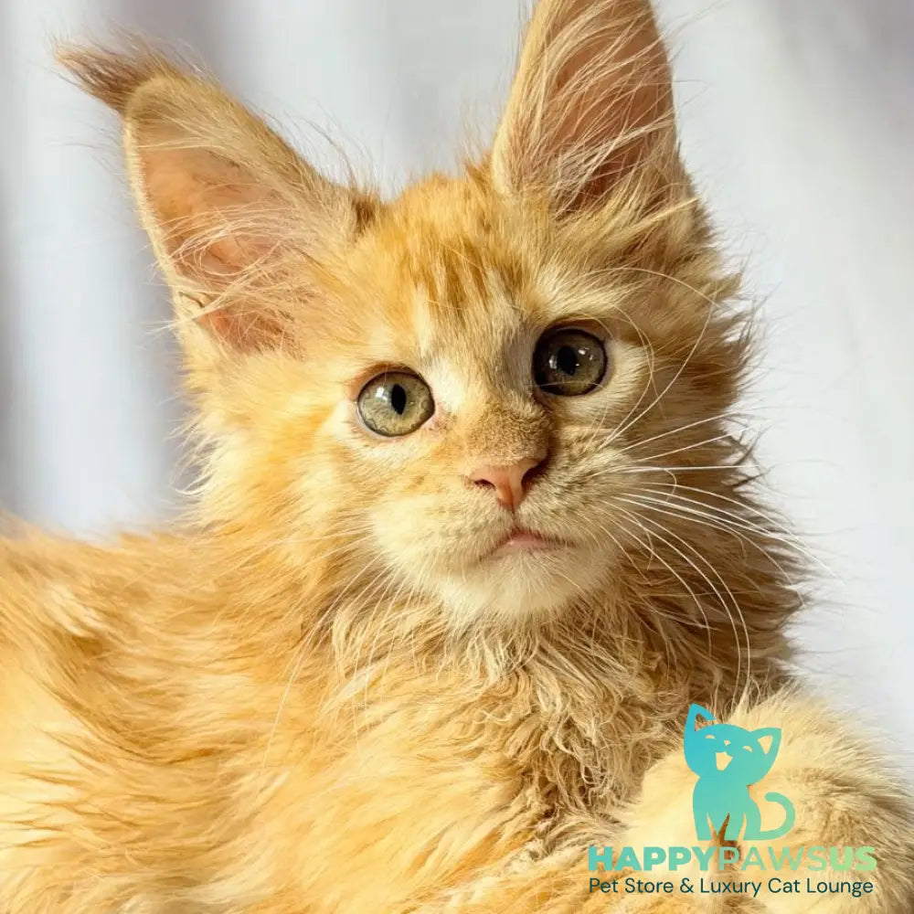 Nexus Maine Coon polydactyl 7x6x6x6 male red - live animals
