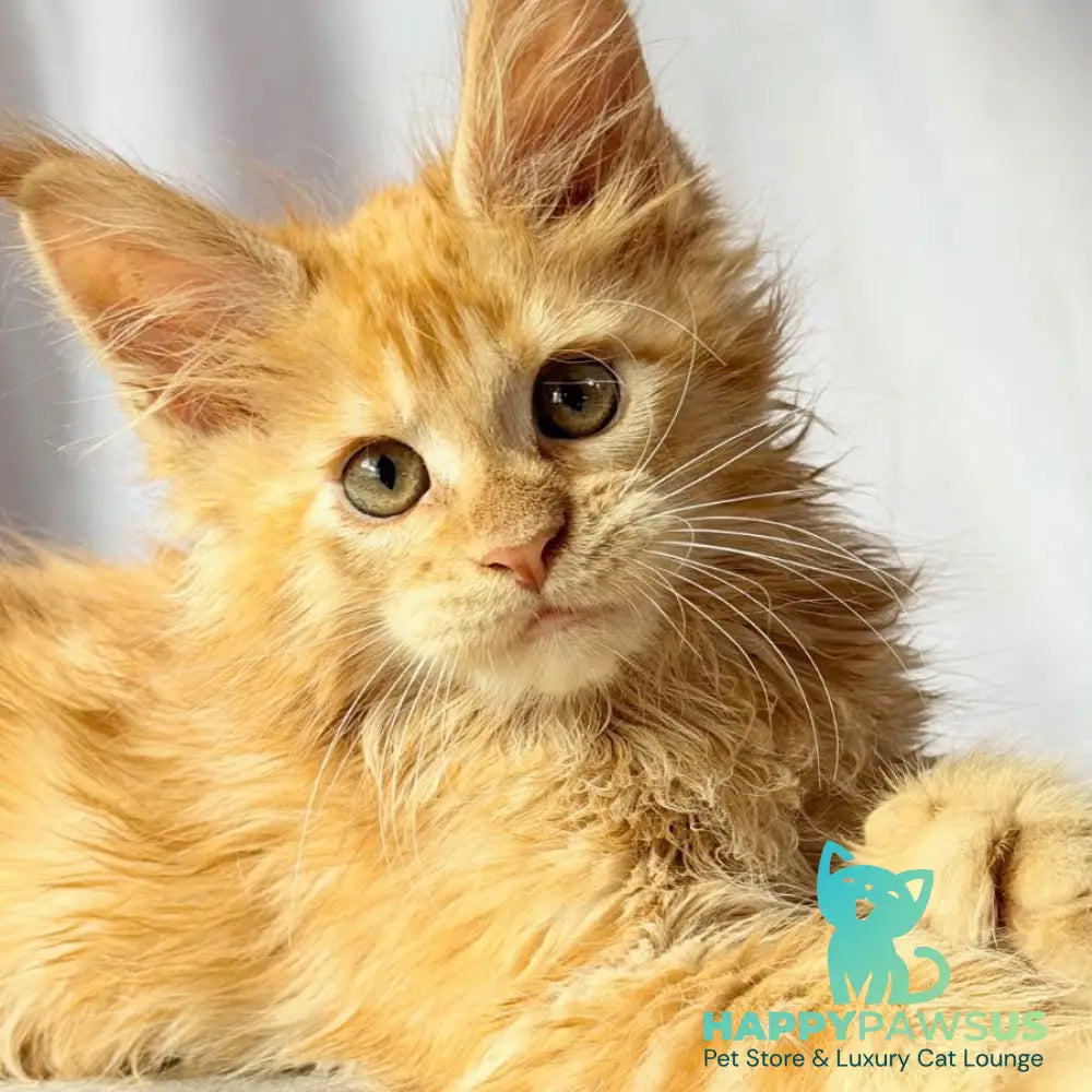 Nexus Maine Coon polydactyl 7x6x6x6 male red - live animals