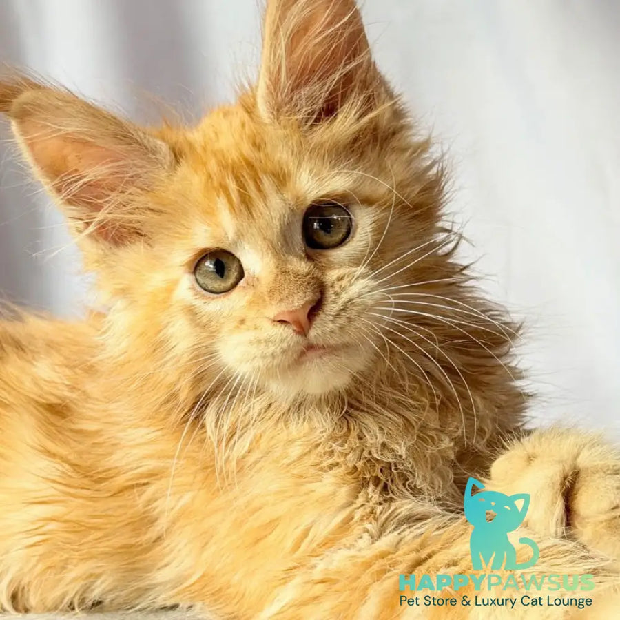 Nexus Maine Coon polydactyl 7x6x6x6 male red - live animals