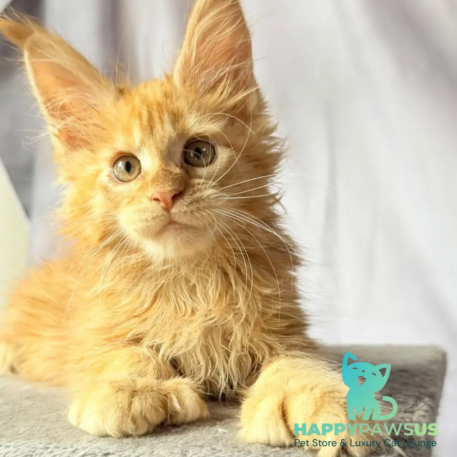 Nexus Maine Coon polydactyl 7x6x6x6 male red - live animals