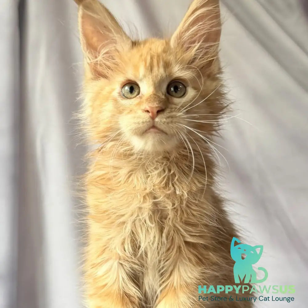 Nexus Maine Coon polydactyl 7x6x6x6 male red - live animals