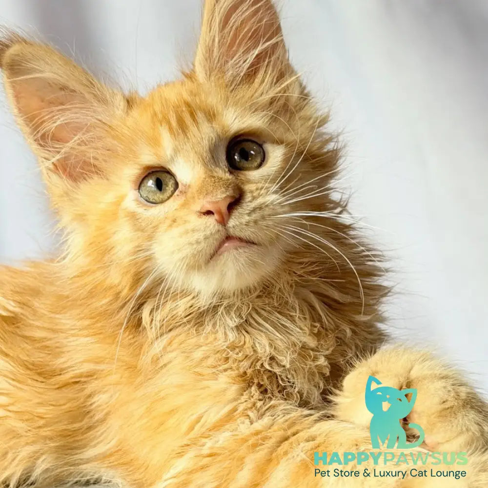 Nexus Maine Coon polydactyl 7x6x6x6 male red - live animals