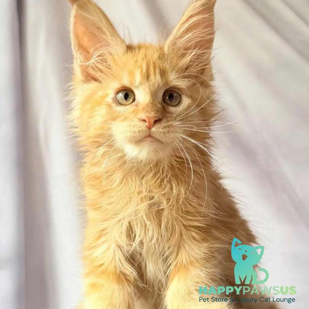 Nexus Maine Coon polydactyl 7x6x6x6 male red - live animals