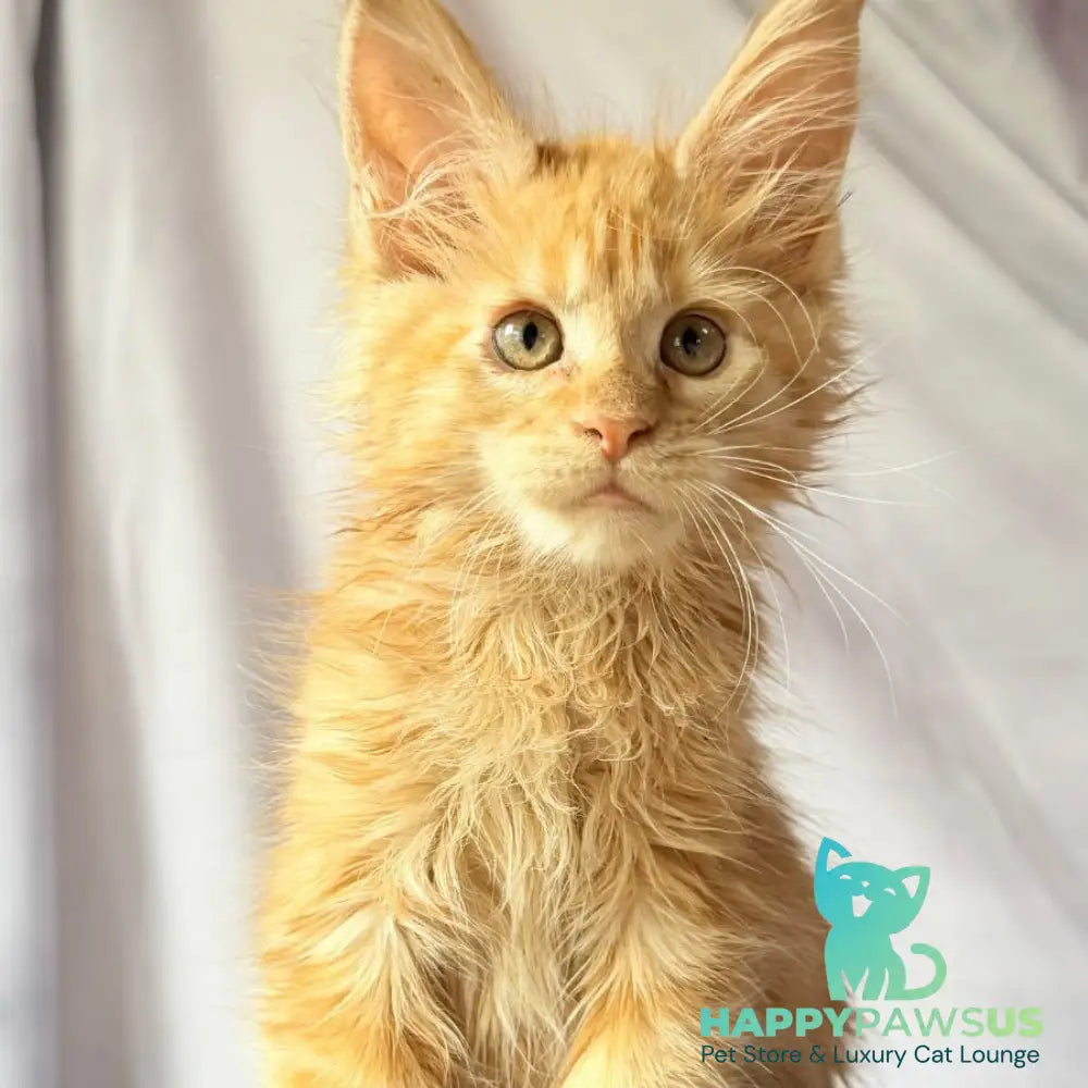 Nexus Maine Coon polydactyl 7x6x6x6 male red - live animals
