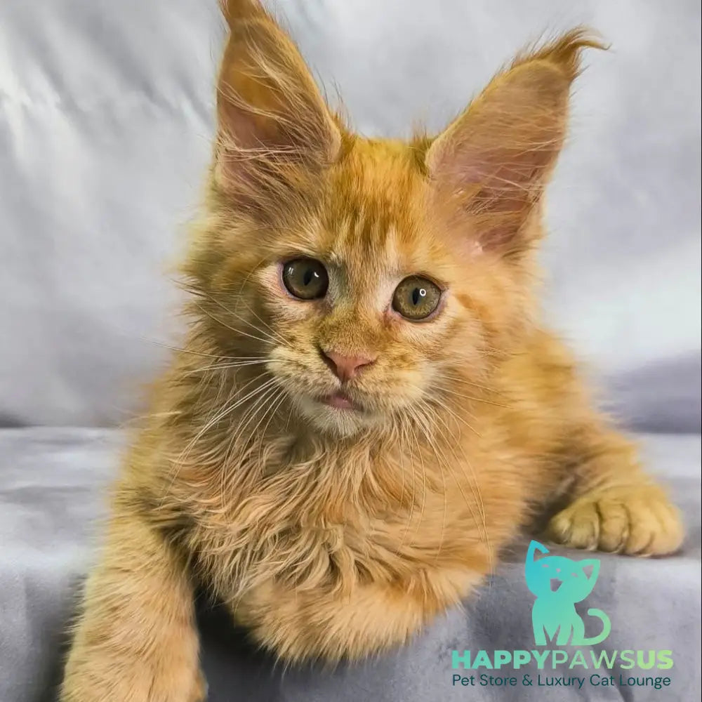 Nexus Maine Coon polydactyl 7x6x6x6 male red - live animals