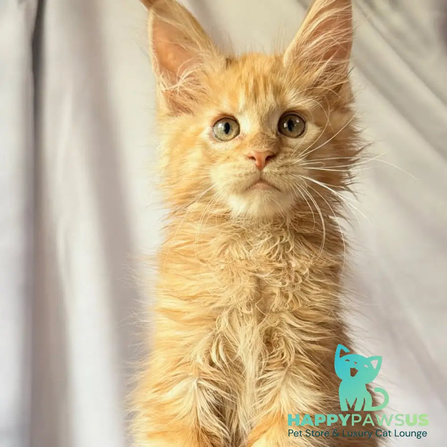 Nexus Maine Coon polydactyl 7x6x6x6 male red - live animals