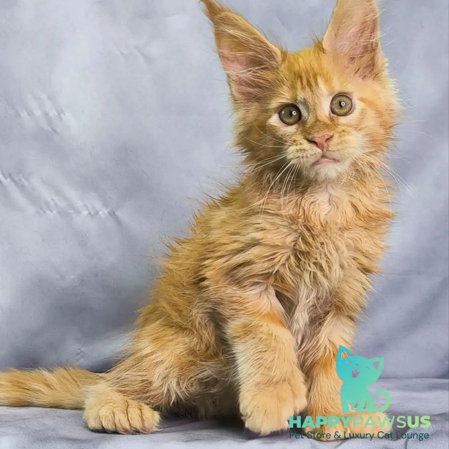 Nexus Maine Coon polydactyl 7x6x6x6 male red - live animals