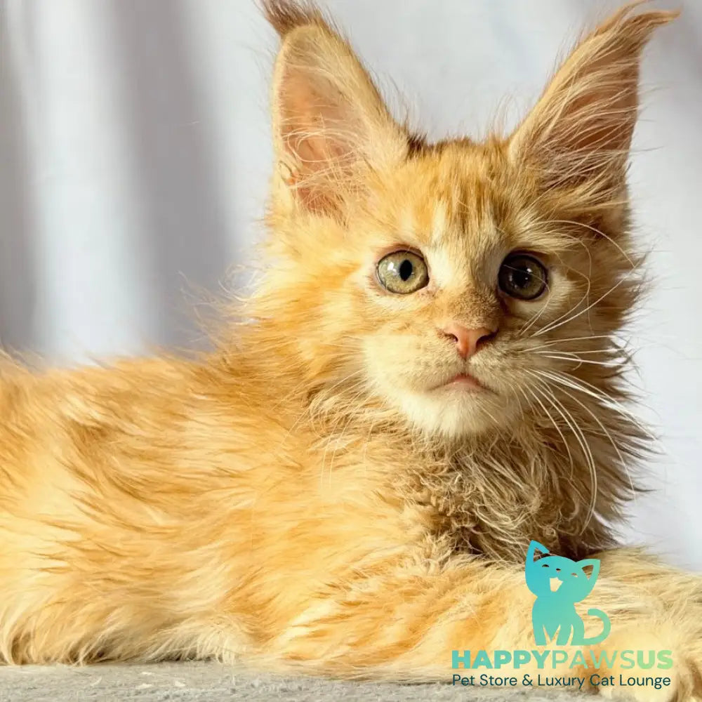 Nexus Maine Coon polydactyl 7x6x6x6 male red - live animals