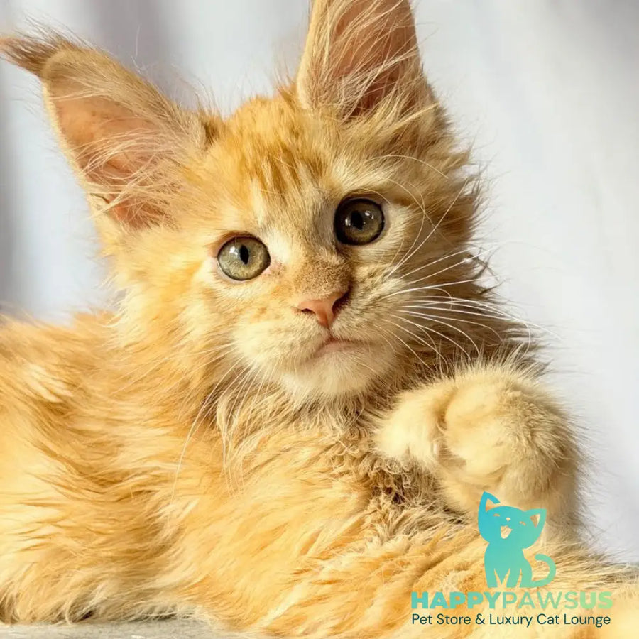 Nexus Maine Coon polydactyl 7x6x6x6 male red - live animals