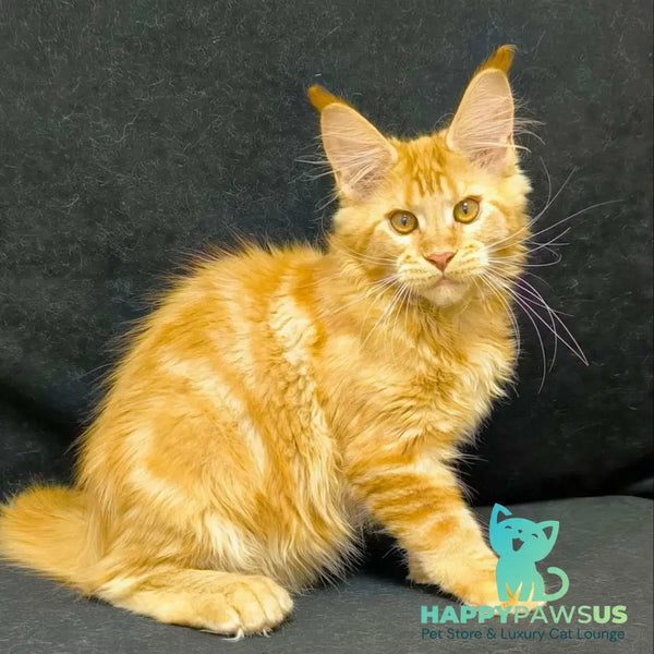 Nexus Maine Coon polydactyl 7x6x6x6 male red - live animals