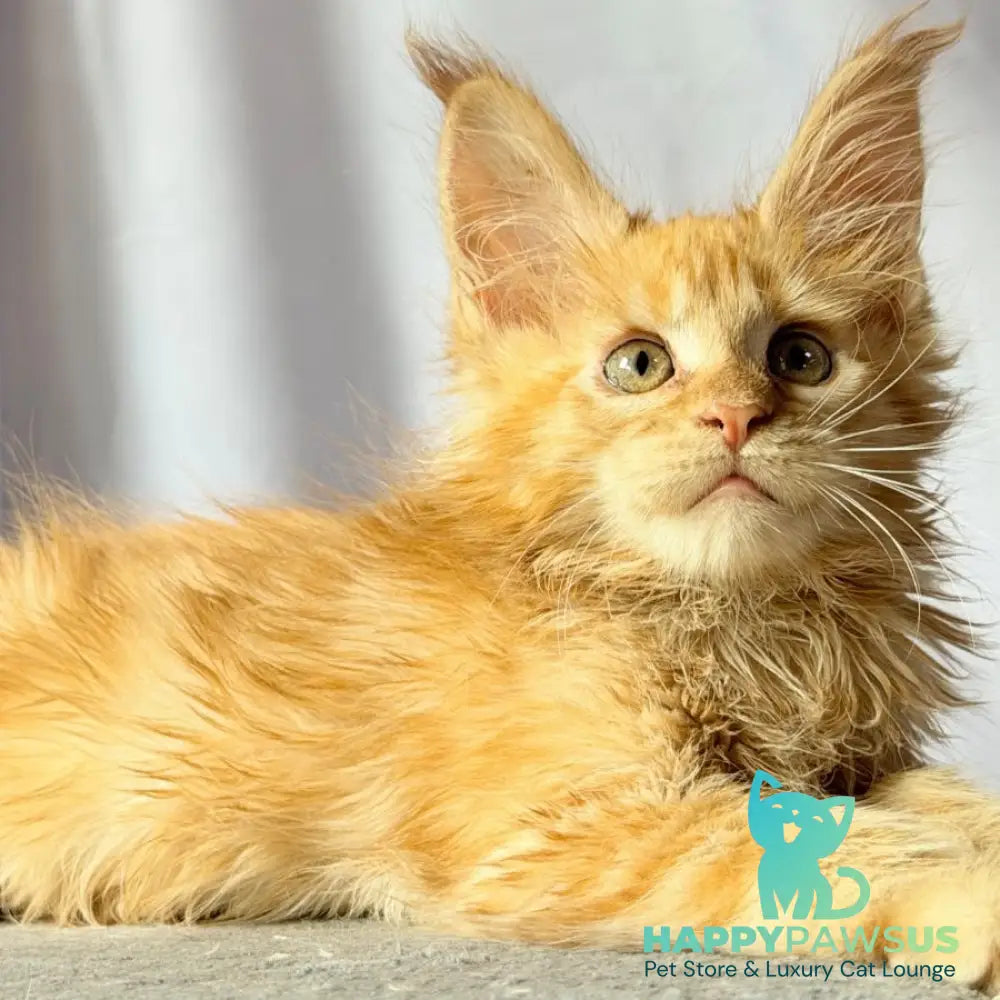 Nexus Maine Coon polydactyl 7x6x6x6 male red - live animals