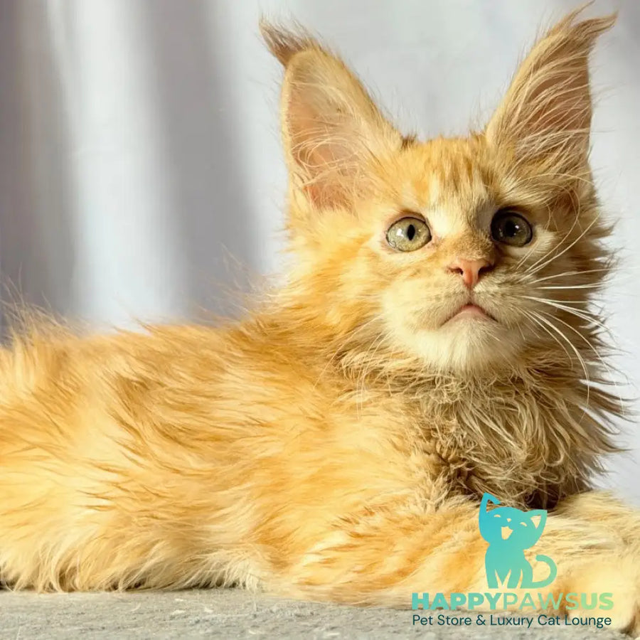 Nexus Maine Coon polydactyl 7x6x6x6 male red - live animals