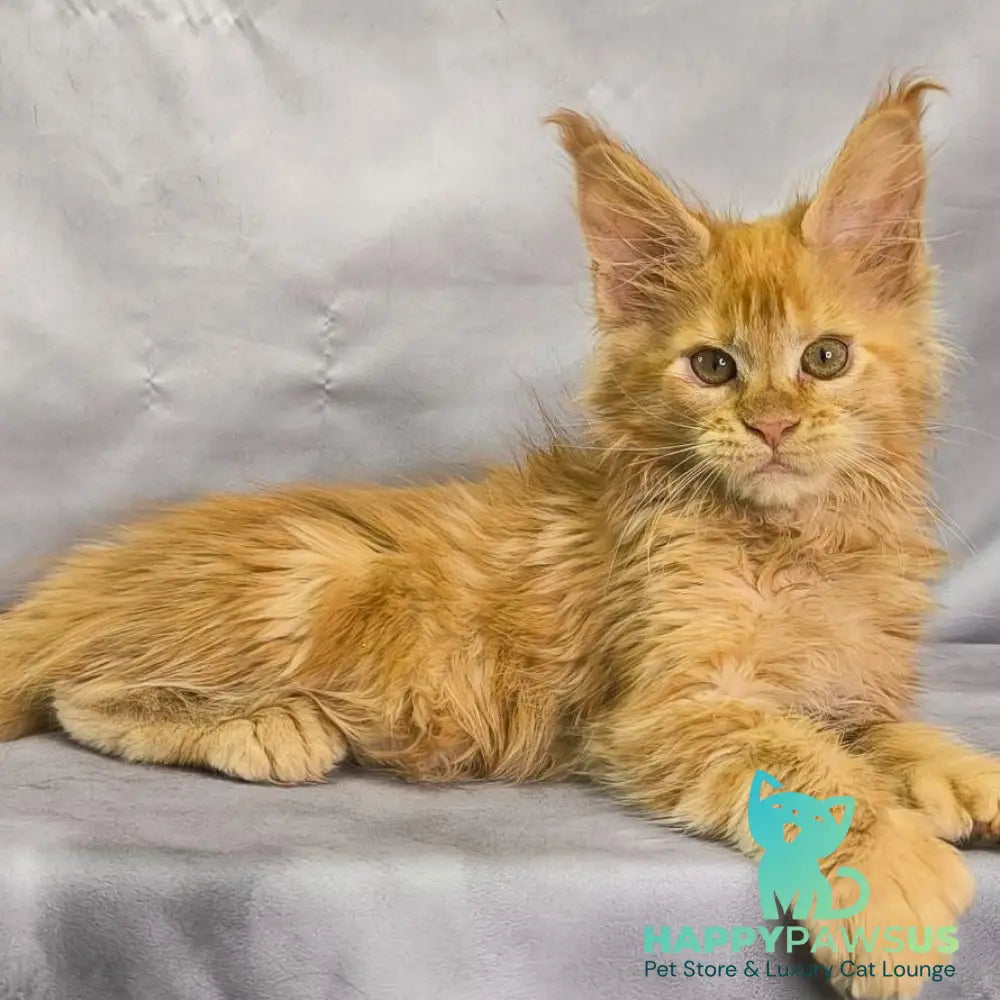 Nexus Maine Coon polydactyl 7x6x6x6 male red - live animals