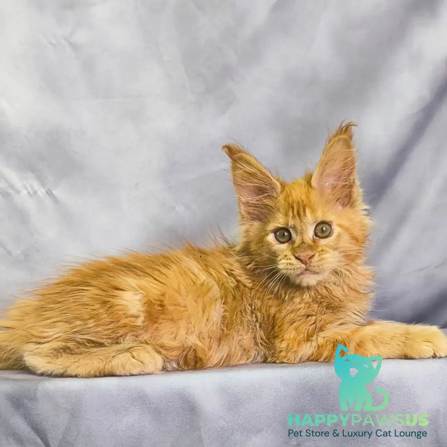 Nexus Maine Coon polydactyl 7x6x6x6 male red - live animals