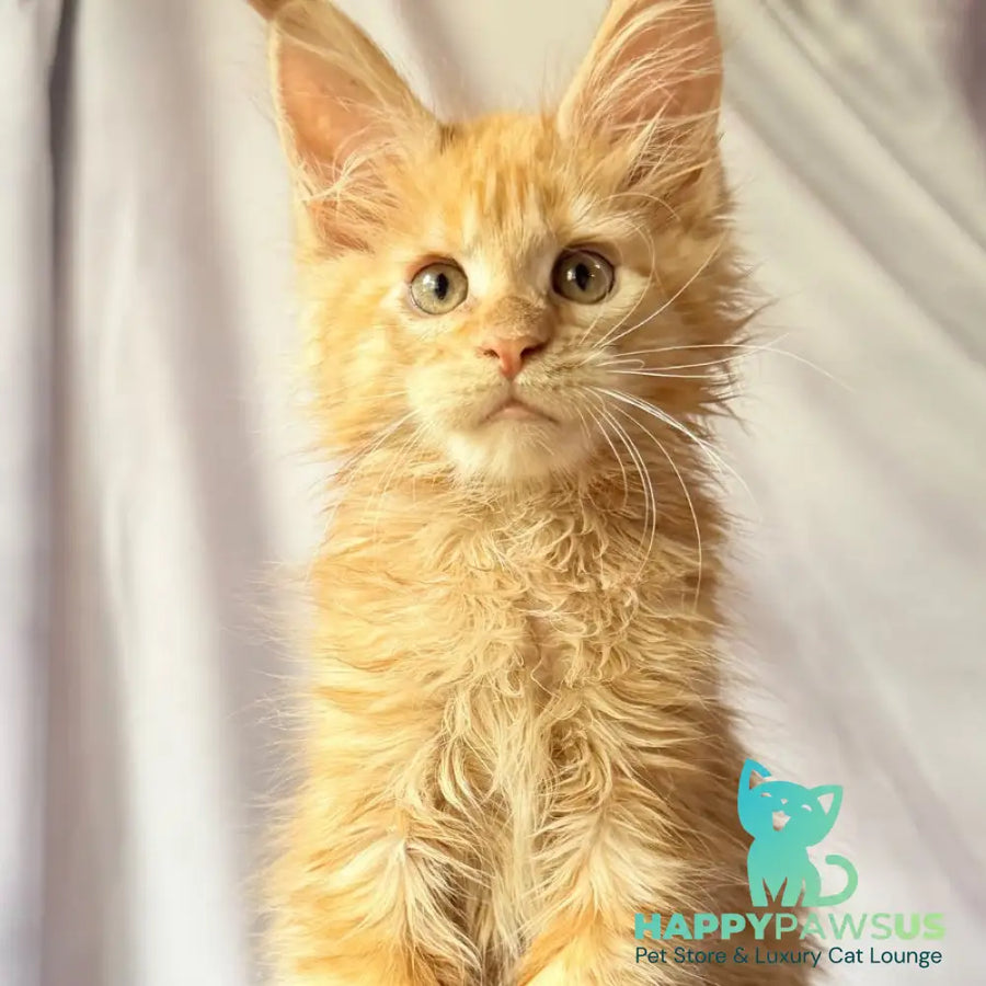 Nexus Maine Coon polydactyl 7x6x6x6 male red - live animals