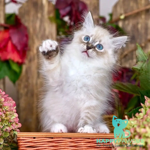Nexus Siberian male black with white tabby pointed - live animals