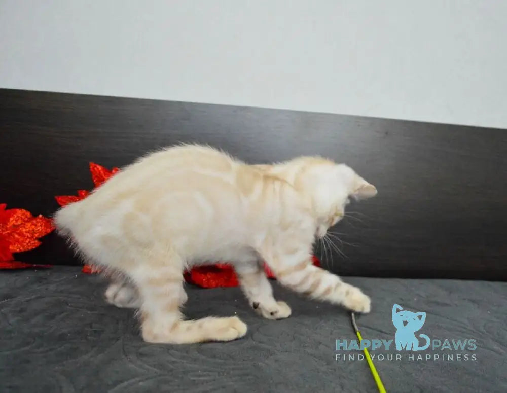 Nezhenka Bengal female black spotted tabby pointed live animals