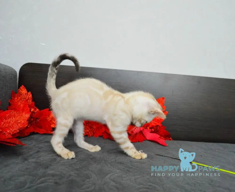 Nezhenka Bengal female black spotted tabby pointed live animals