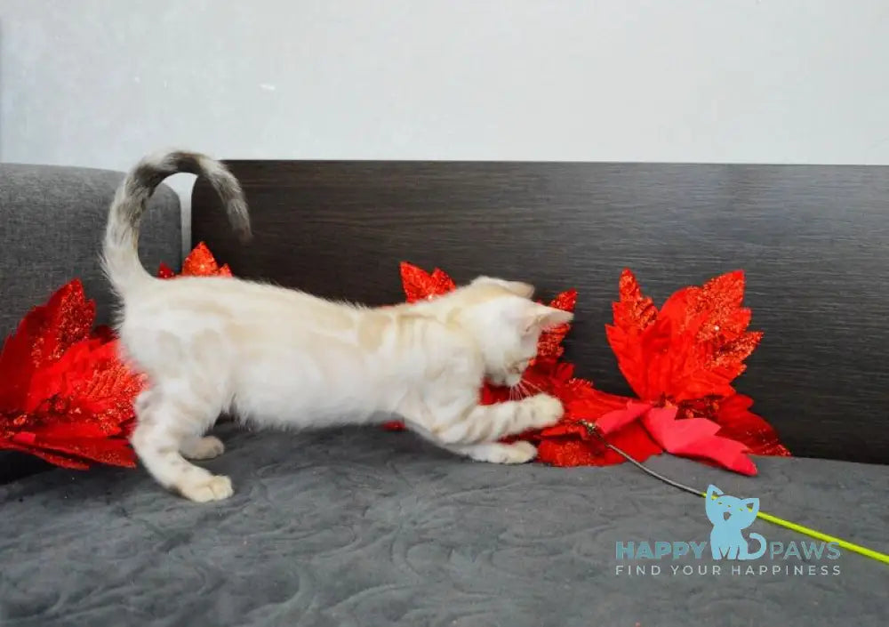 Nezhenka Bengal female black spotted tabby pointed live animals