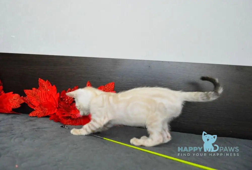 Nezhenka Bengal female black spotted tabby pointed live animals