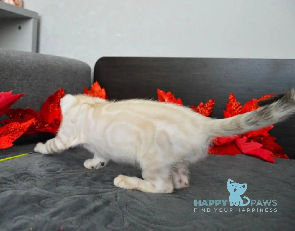 Nezhenka Bengal female black spotted tabby pointed live animals