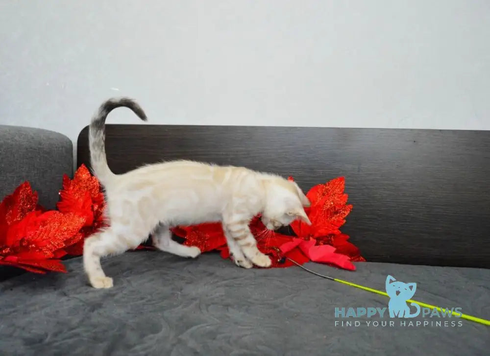 Nezhenka Bengal female black spotted tabby pointed live animals