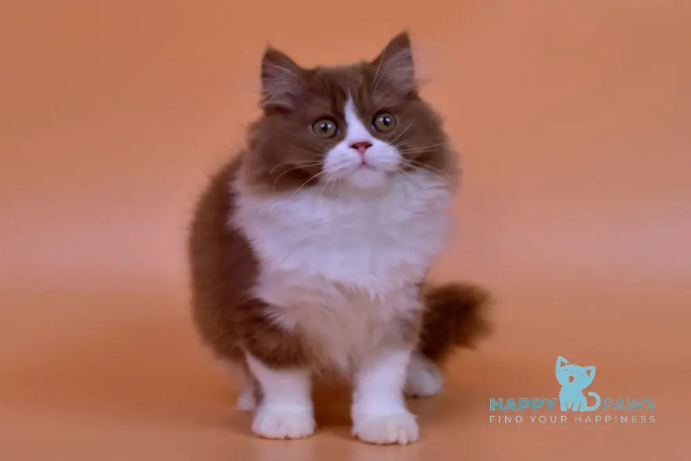 Nica British Longhair female cinnamon bicolour live animals