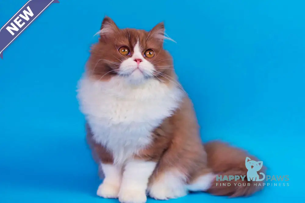 Nica British Longhair female cinnamon bicolour live animals