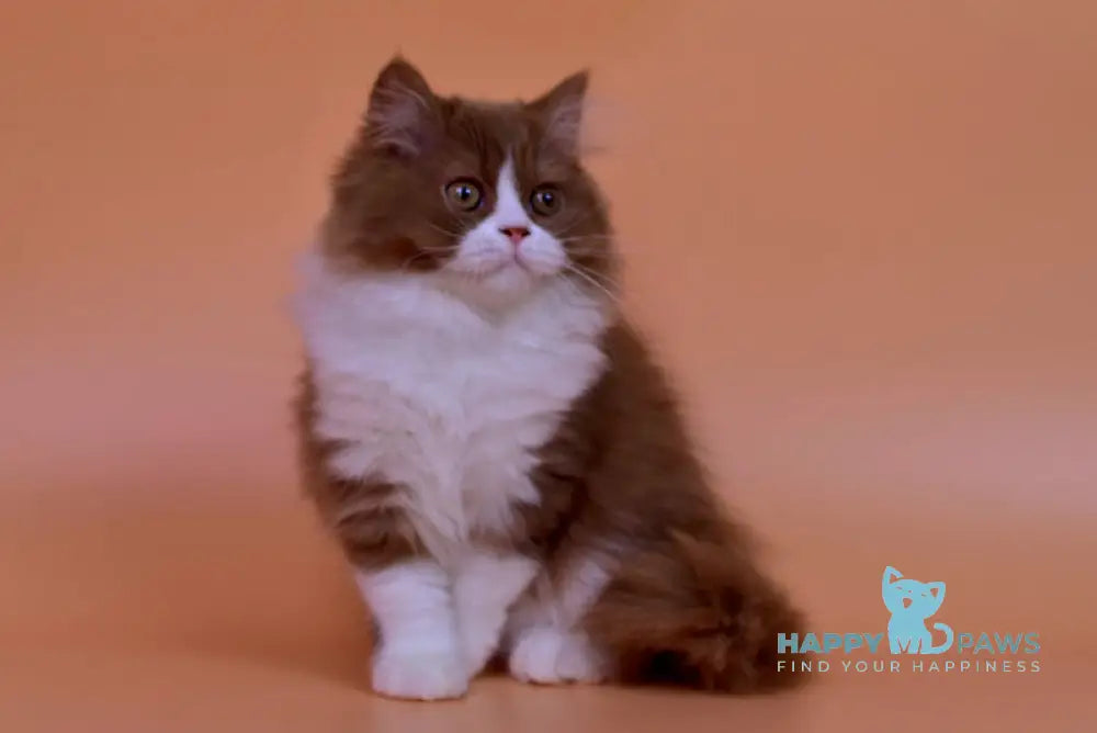 Nica British Longhair female cinnamon bicolour live animals