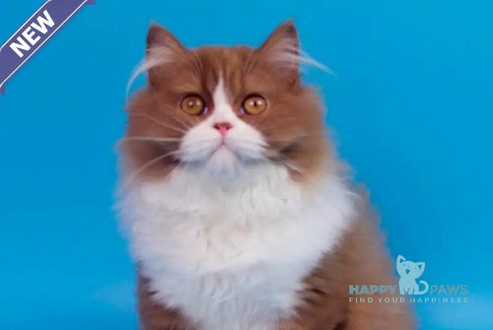 Nica British Longhair female cinnamon bicolour live animals