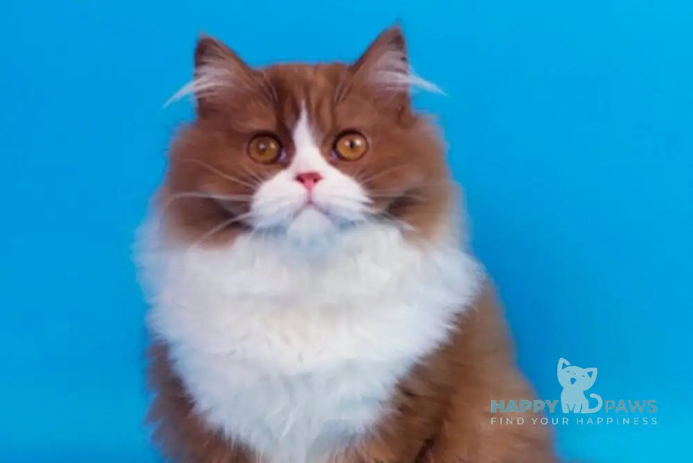 Nica British Longhair female cinnamon bicolour live animals