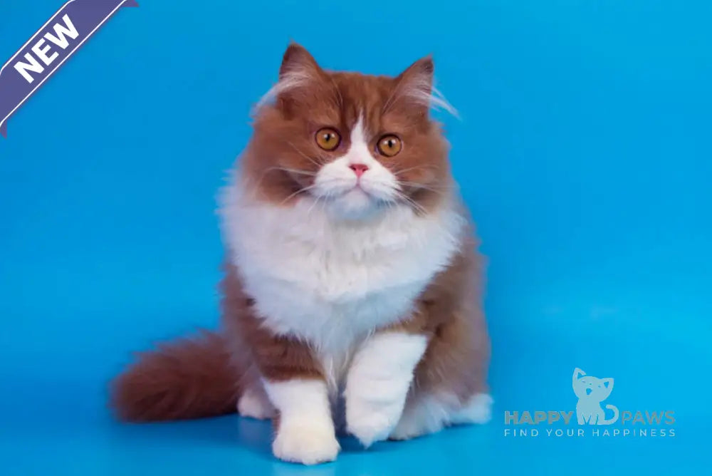 Nica British Longhair female cinnamon bicolour live animals