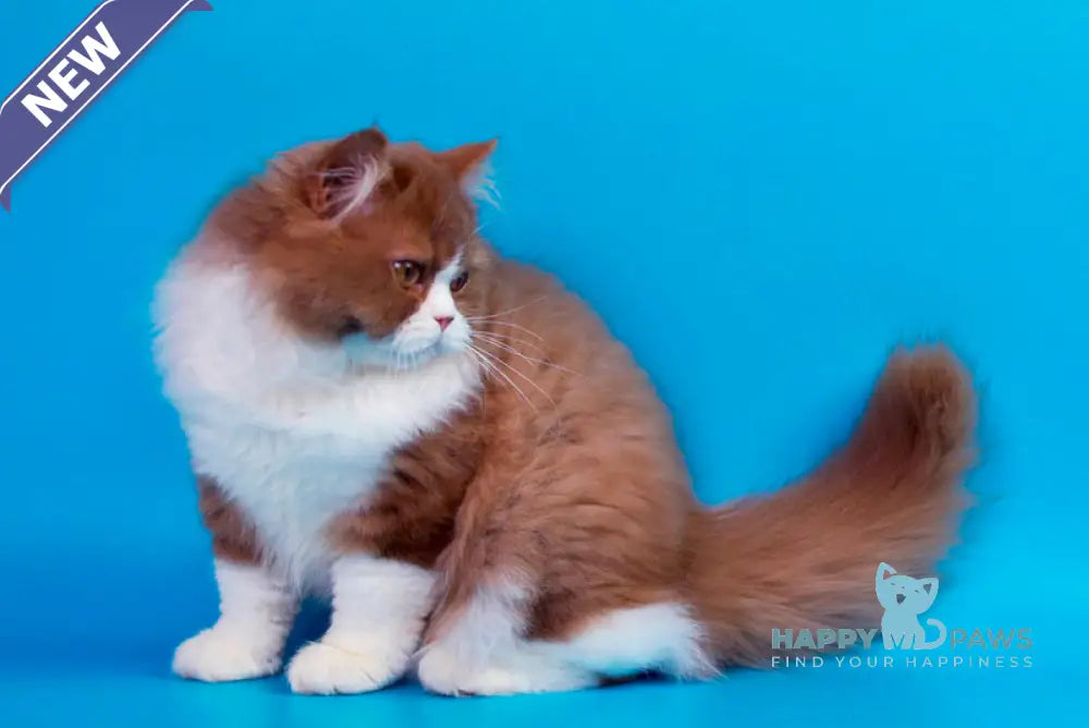 Nica British Longhair female cinnamon bicolour live animals