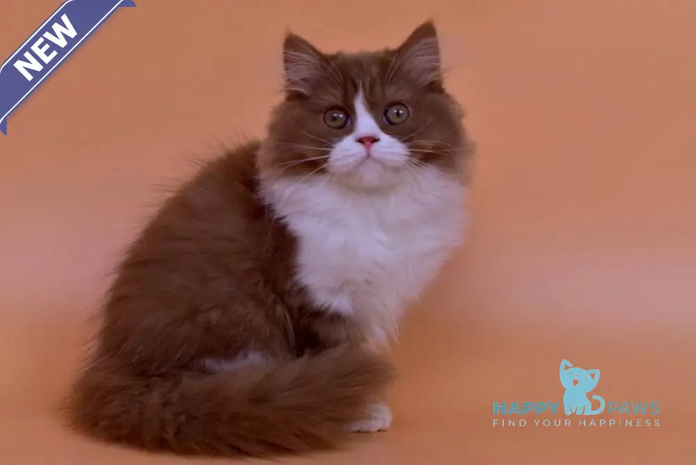 Nica British Longhair female cinnamon bicolour live animals