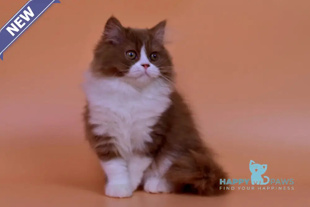 Nica British Longhair female cinnamon bicolour live animals