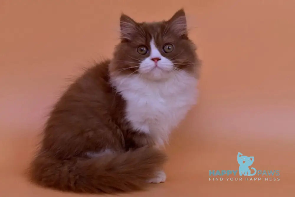 Nica British Longhair female cinnamon bicolour live animals