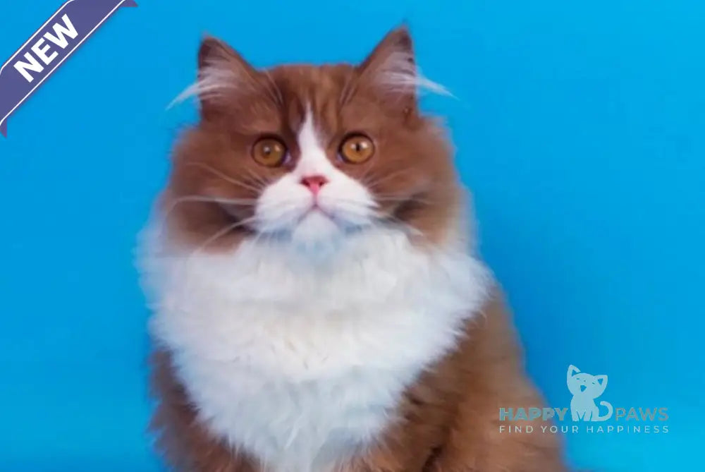 Nica British Longhair female cinnamon bicolour live animals