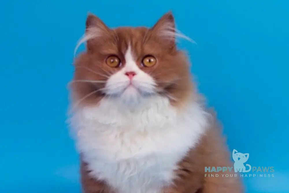 Nica British Longhair female cinnamon bicolour live animals