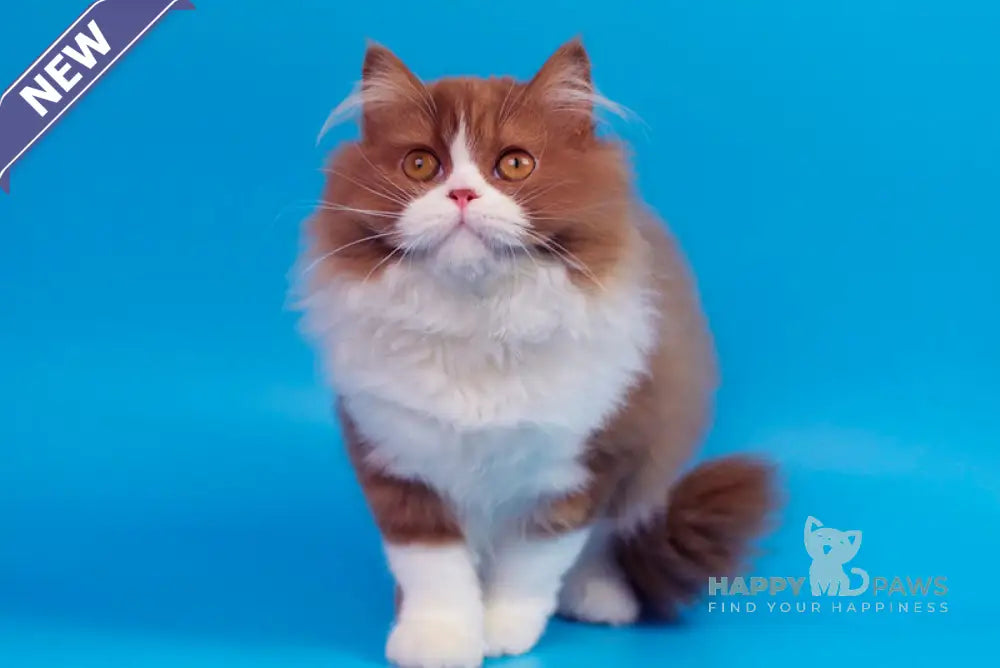 Nica British Longhair female cinnamon bicolour live animals