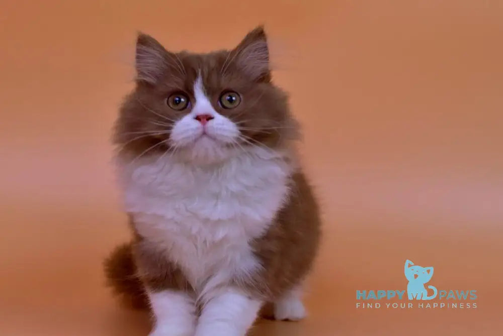 Nica British Longhair female cinnamon bicolour live animals