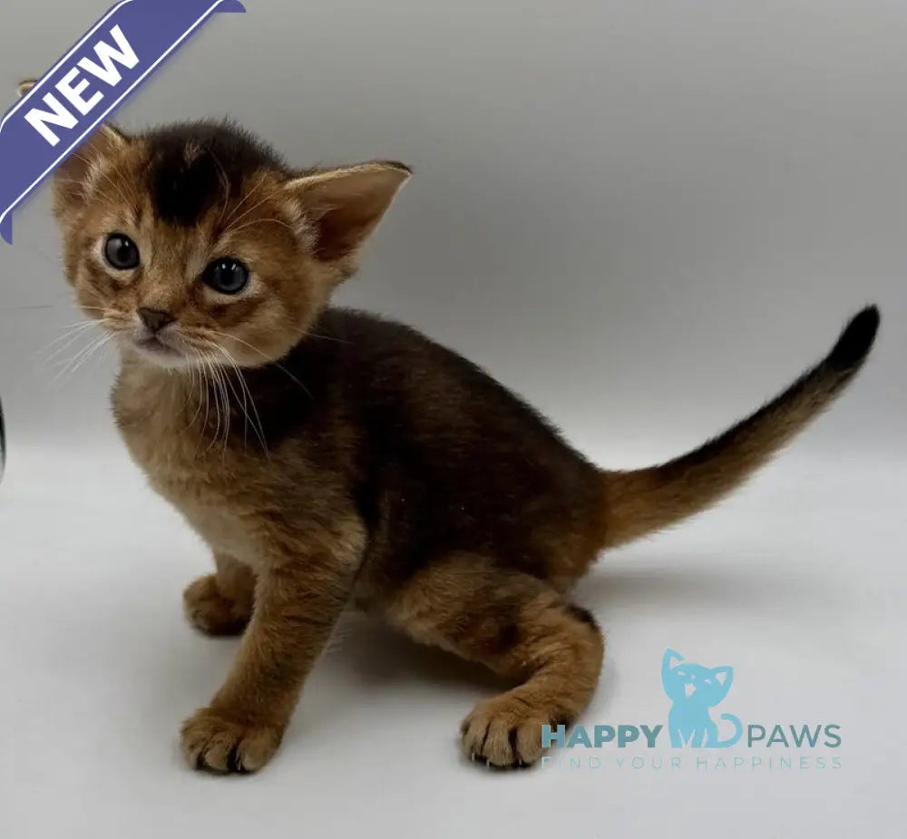 Nice Abyssinian male ruddy live animals