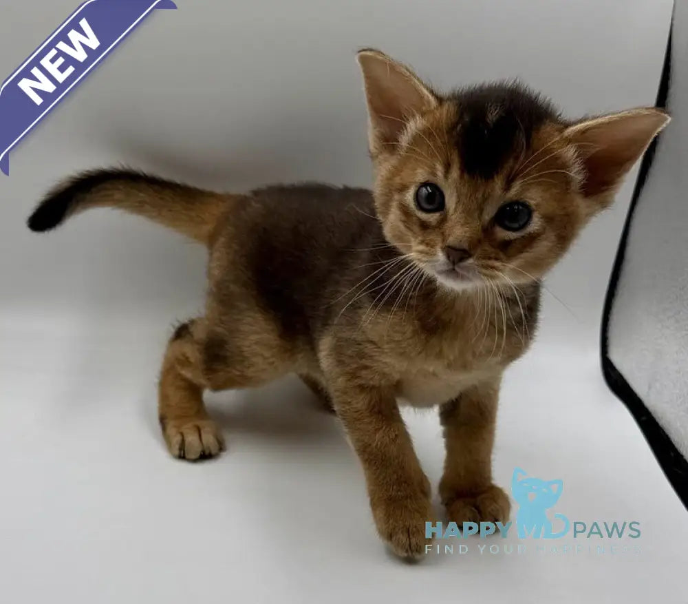 Nice Abyssinian male ruddy live animals