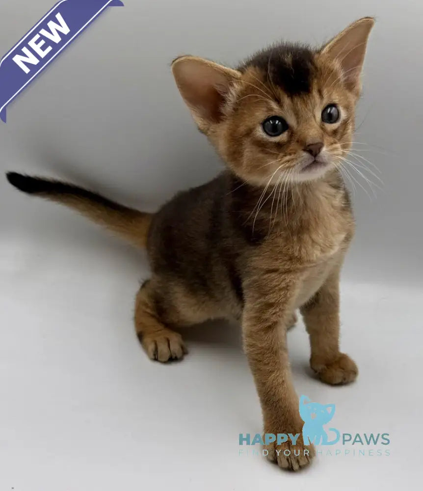 Nice Abyssinian male ruddy live animals