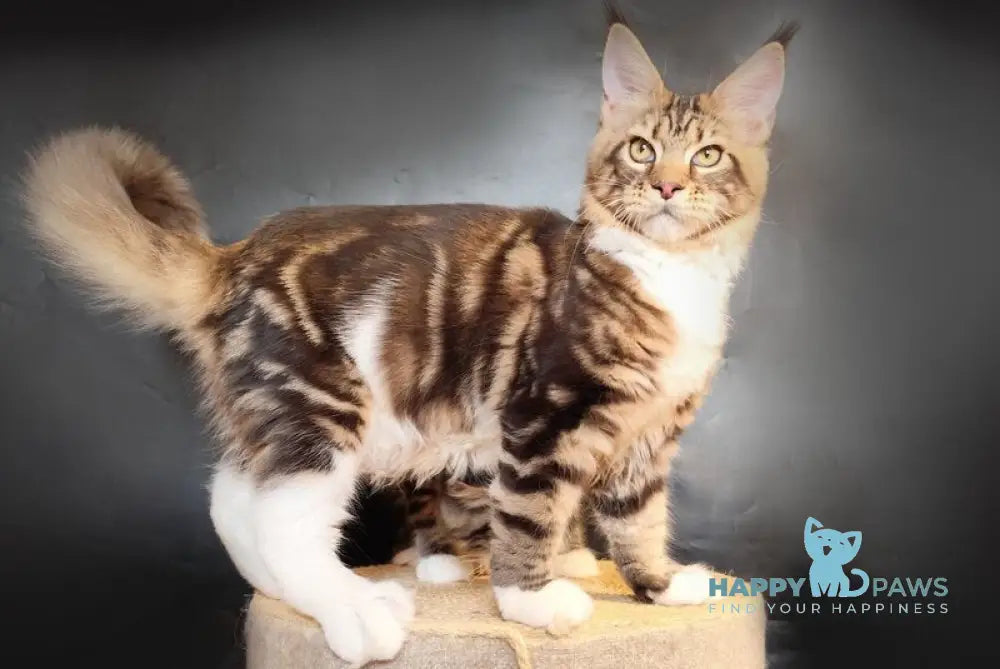 Nice Maine Coon male black tabby bicolour live animals