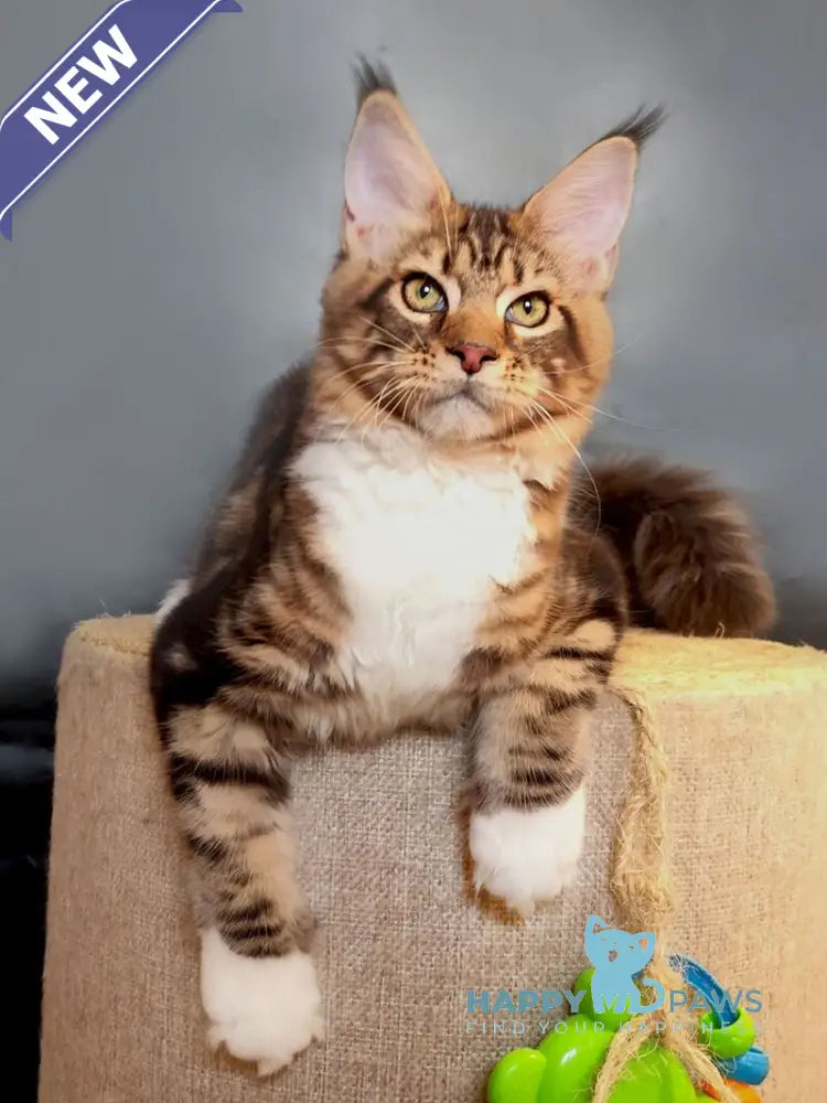 Nice Maine Coon male black tabby bicolour live animals