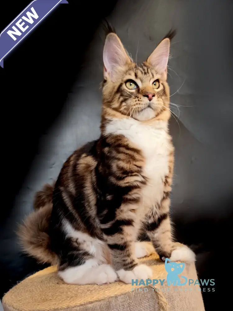Nice Maine Coon male black tabby bicolour live animals