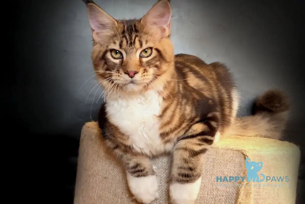 Nice Maine Coon male black tabby bicolour live animals