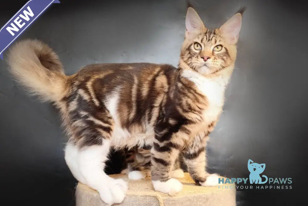 Nice Maine Coon male black tabby bicolour live animals