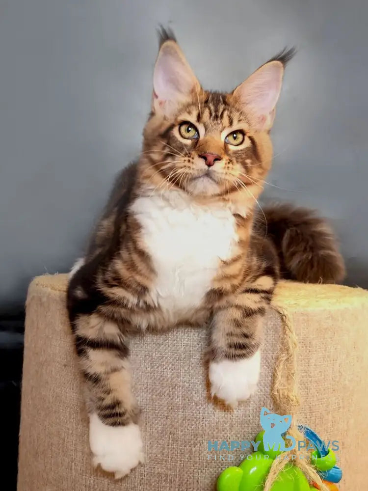 Nice Maine Coon male black tabby bicolour live animals