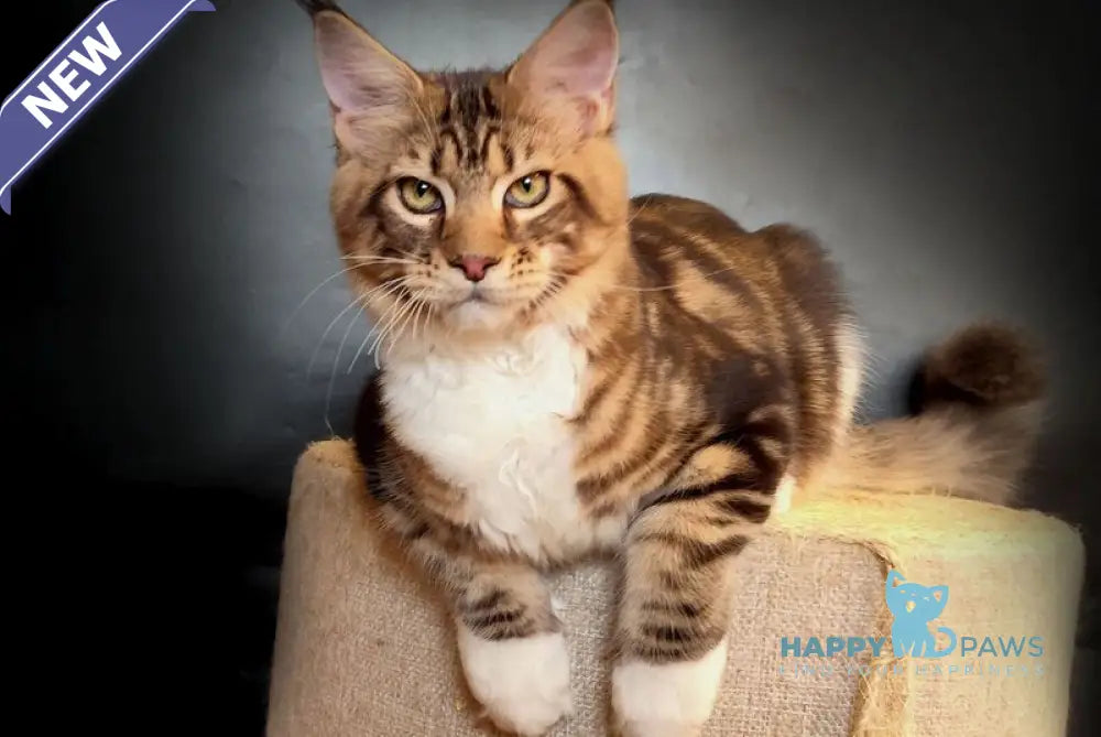 Nice Maine Coon male black tabby bicolour live animals